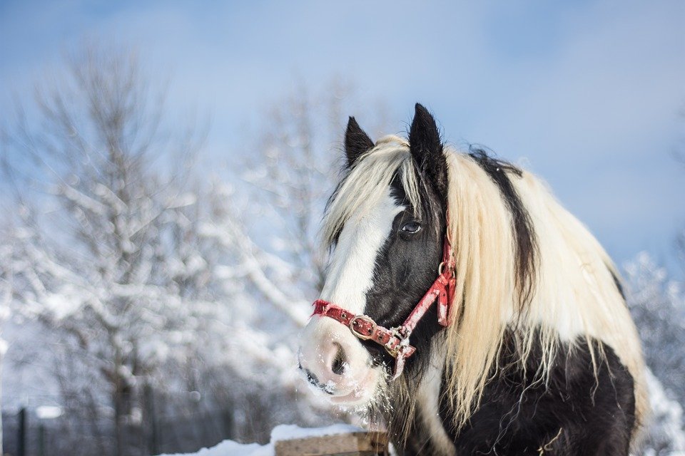 Help paarden en de winter door